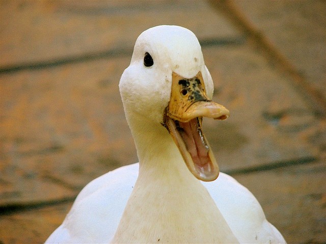 duck-2.jpg